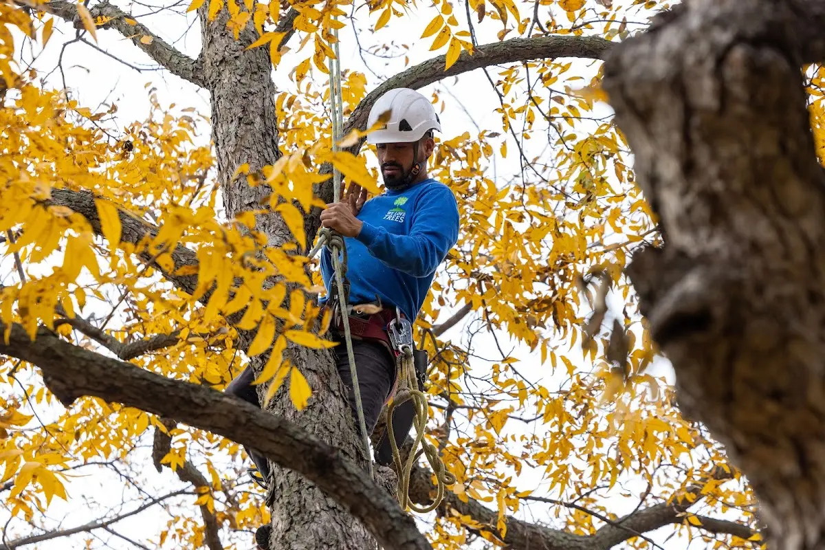Skilled Tree Pruning crew working in Greenfield Center