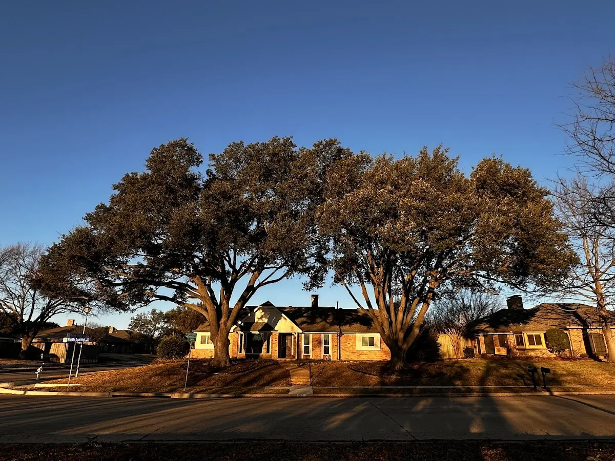 Established residential canopy tree shading a home in Greenfield Center